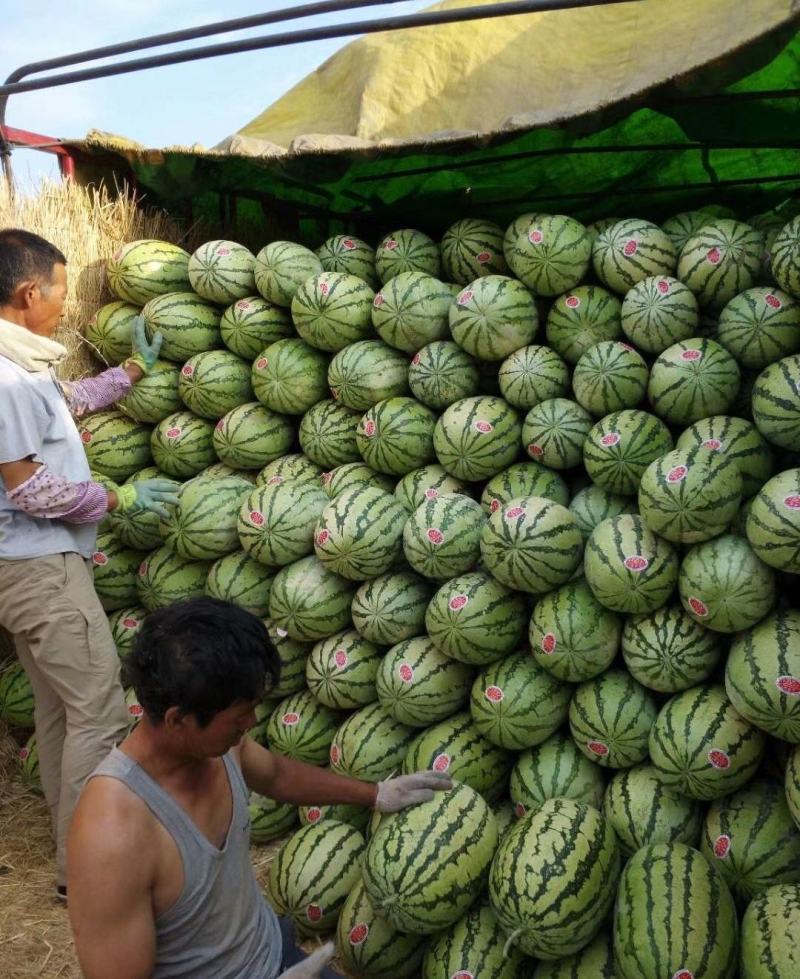 【推荐】宁夏金花西瓜西瓜代办甜度高瓜型好鲜货供应