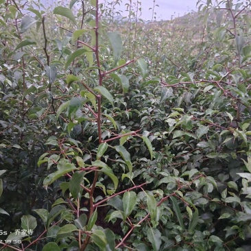 酸果树