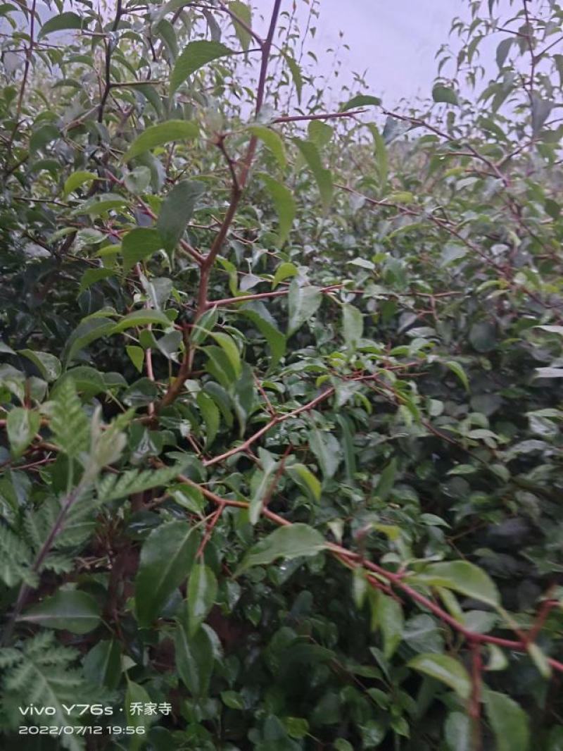 酸果树