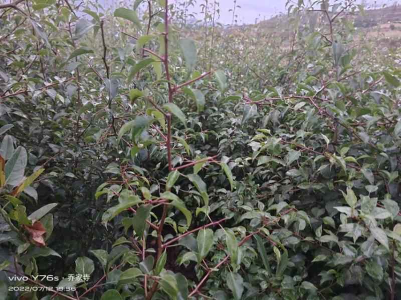 酸果树