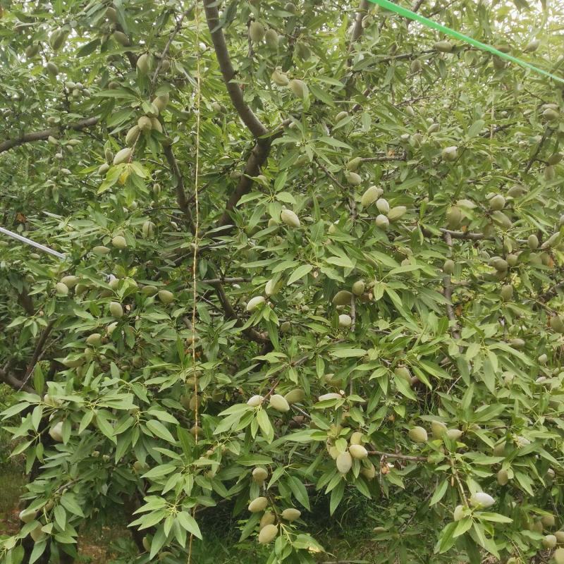 鲜巴旦木