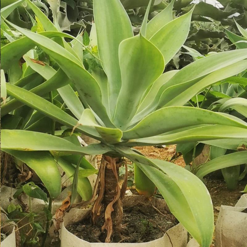 狐尾龙舌兰植物盆栽无刺科庭院绿地种植超大狐尾龙舌兰