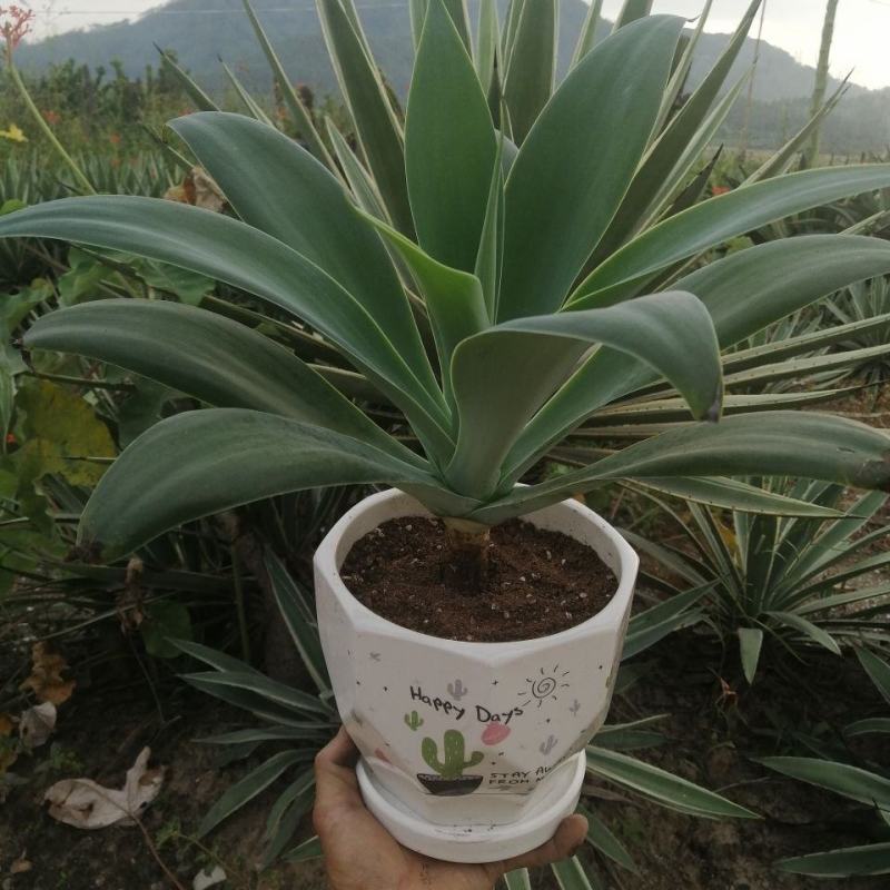 狐尾龙舌兰植物盆栽无刺科庭院绿地种植超大狐尾龙舌兰