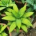 狐尾龙舌兰植物盆栽无刺科庭院绿地种植超大狐尾龙舌兰