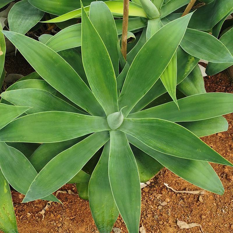 狐尾龙舌兰植物盆栽无刺科庭院绿地种植超大狐尾龙舌兰