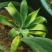 狐尾龙舌兰植物盆栽无刺科庭院绿地种植超大狐尾龙舌兰