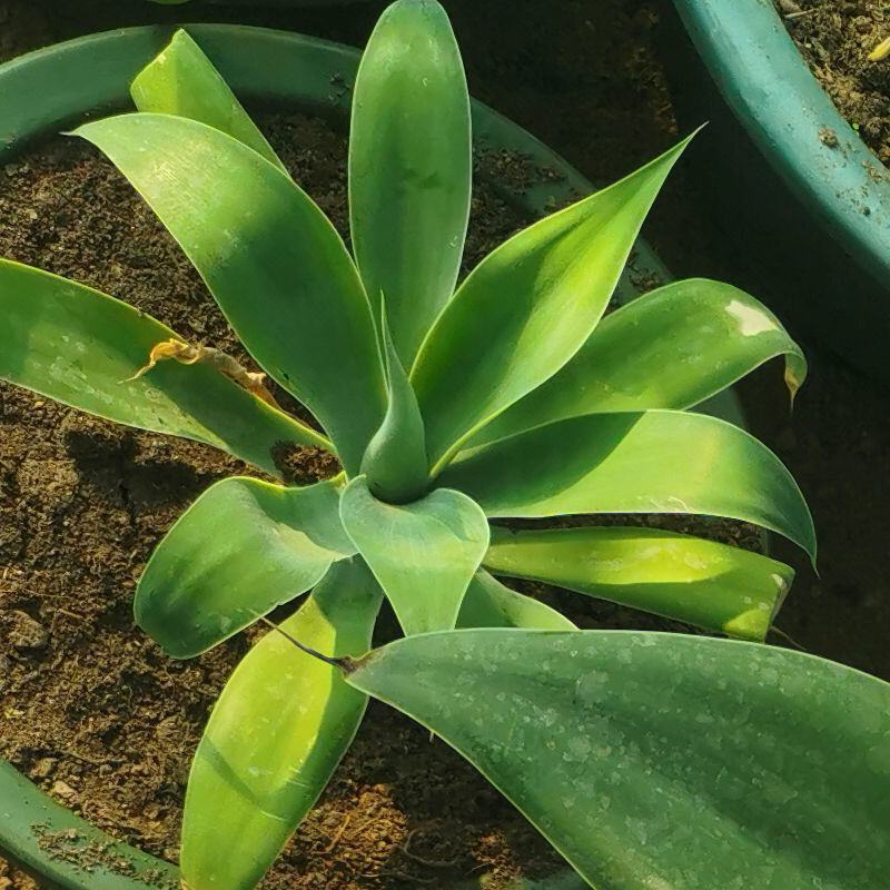 狐尾龙舌兰植物盆栽无刺科庭院绿地种植超大狐尾龙舌兰