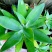 狐尾龙舌兰植物盆栽无刺科庭院绿地种植超大狐尾龙舌兰