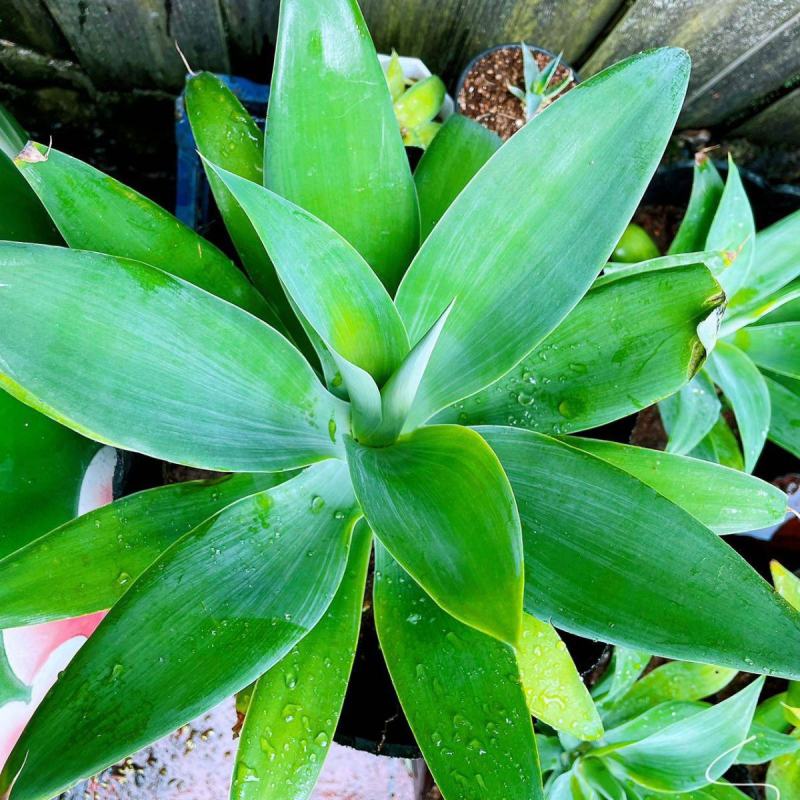 狐尾龙舌兰植物盆栽无刺科庭院绿地种植超大狐尾龙舌兰