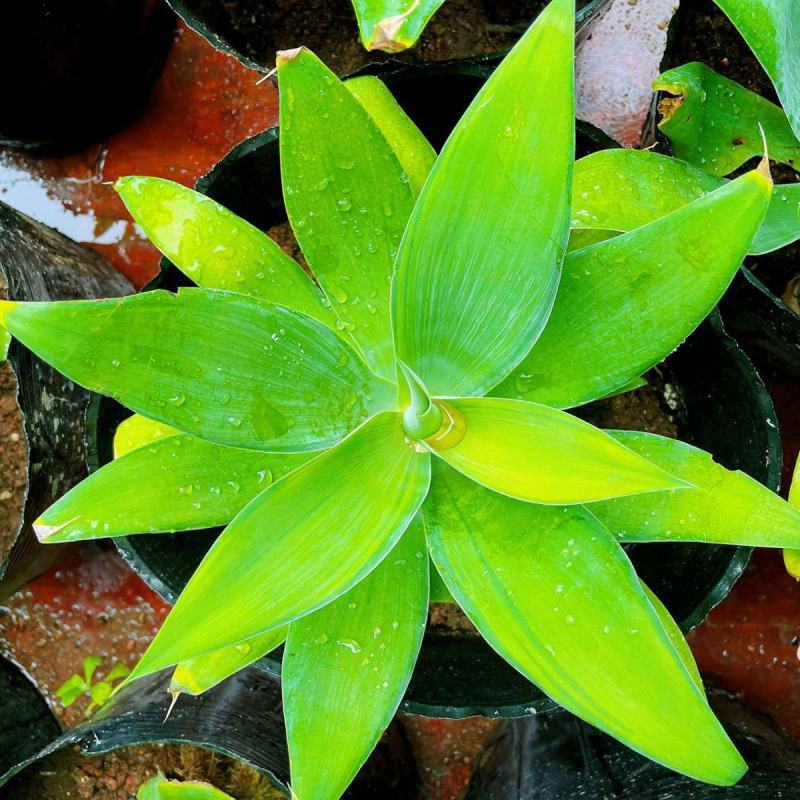 狐尾龙舌兰植物盆栽无刺科庭院绿地种植超大狐尾龙舌兰