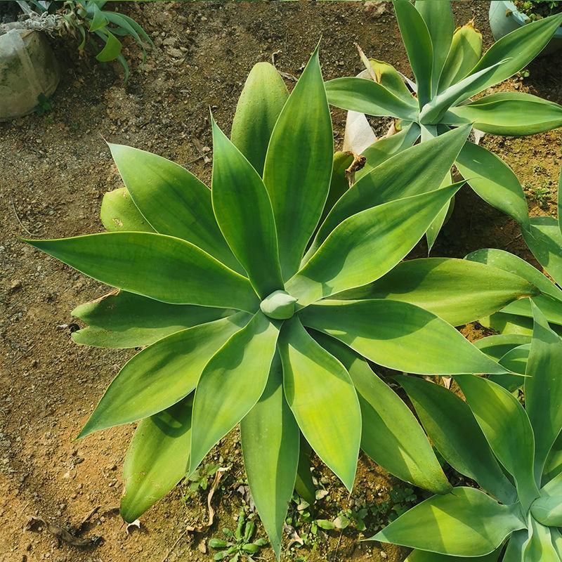 狐尾龙舌兰植物盆栽无刺科庭院绿地种植超大狐尾龙舌兰