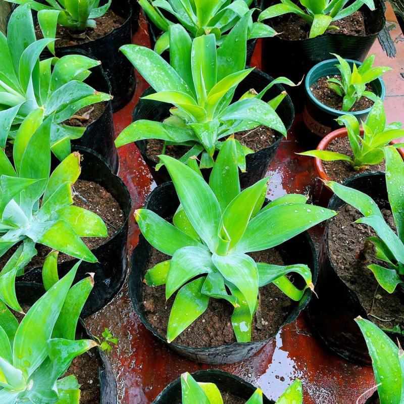 狐尾龙舌兰植物盆栽无刺科庭院绿地种植超大狐尾龙舌兰
