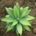 狐尾龙舌兰植物盆栽无刺科庭院绿地种植超大狐尾龙舌兰