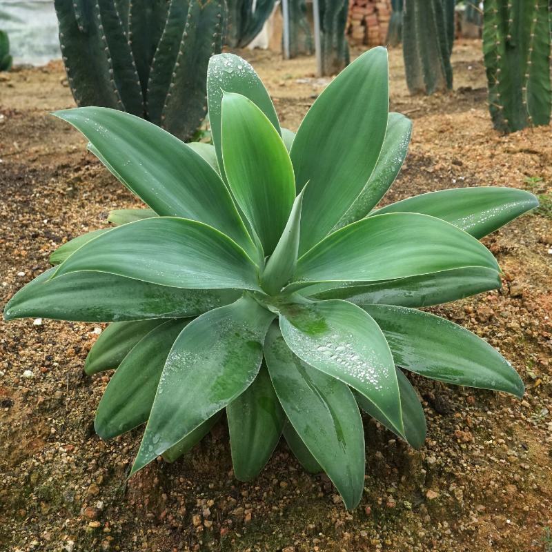 狐尾龙舌兰植物盆栽无刺科庭院绿地种植超大狐尾龙舌兰