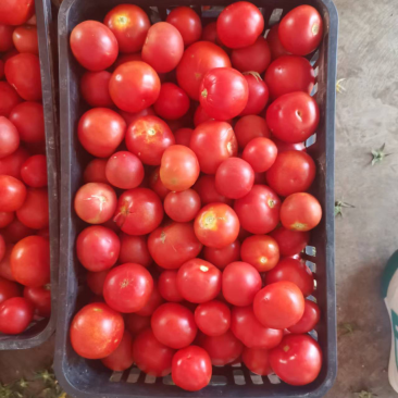 西红柿番茄🍅大量供货