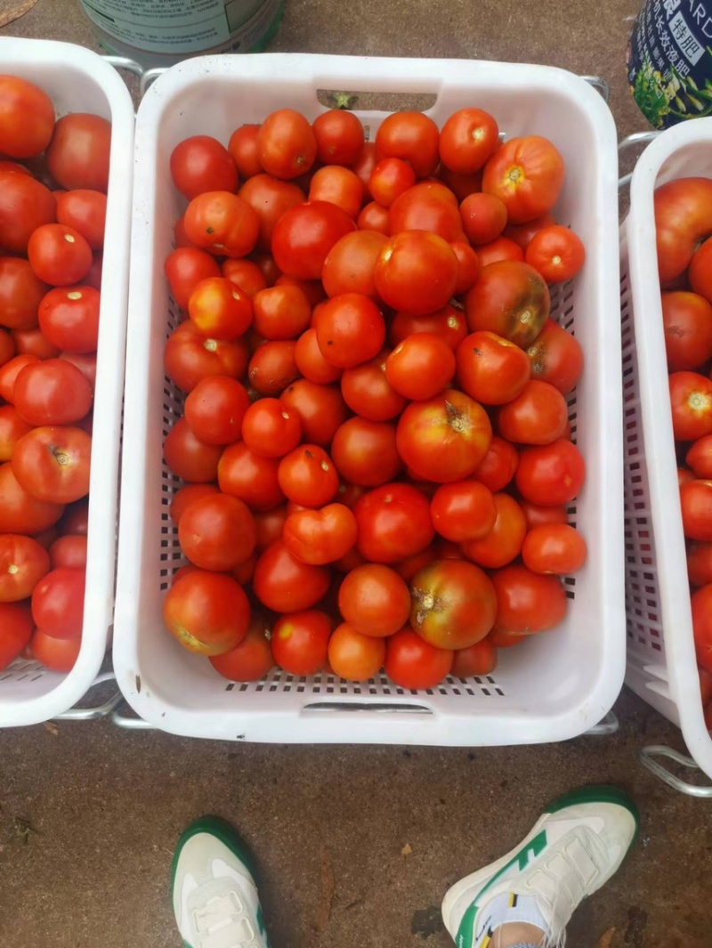西红柿番茄🍅大量供货