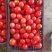 西红柿番茄🍅大量供货