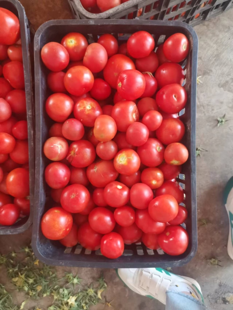 西红柿番茄🍅大量供货