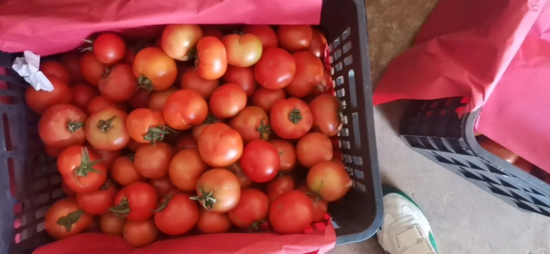 西红柿番茄🍅大量供货