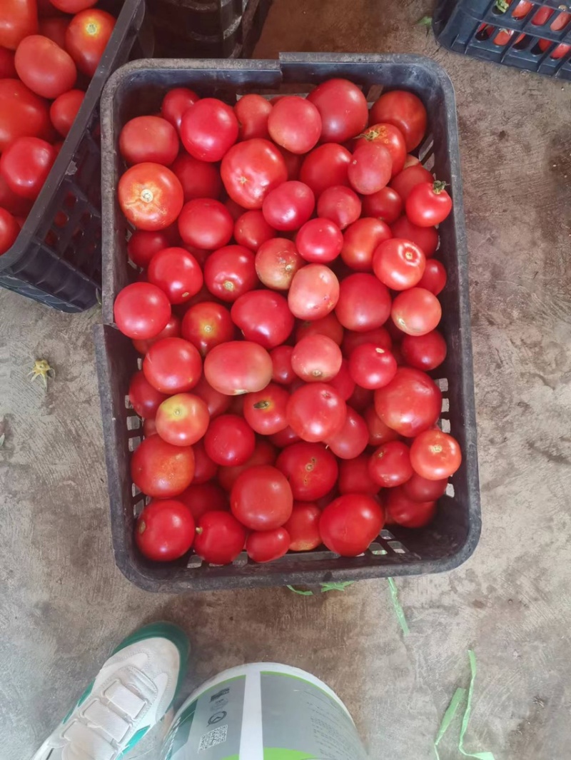 西红柿番茄🍅大量供货