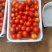 西红柿番茄🍅大量供货