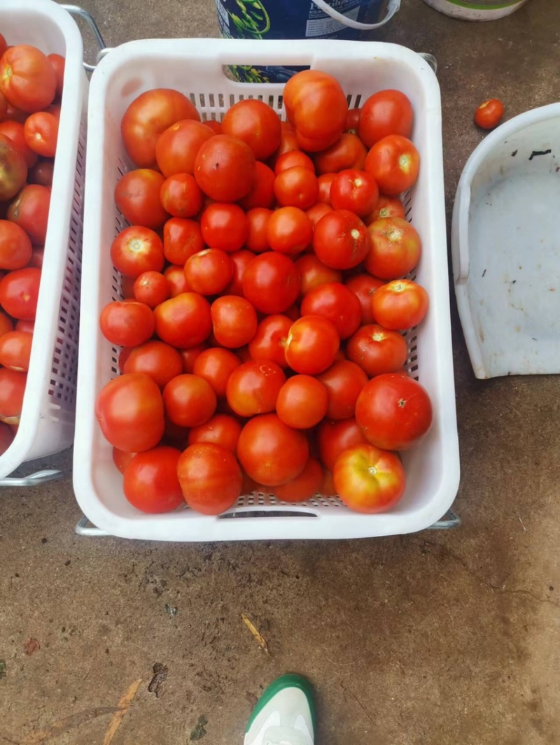 西红柿番茄🍅大量供货