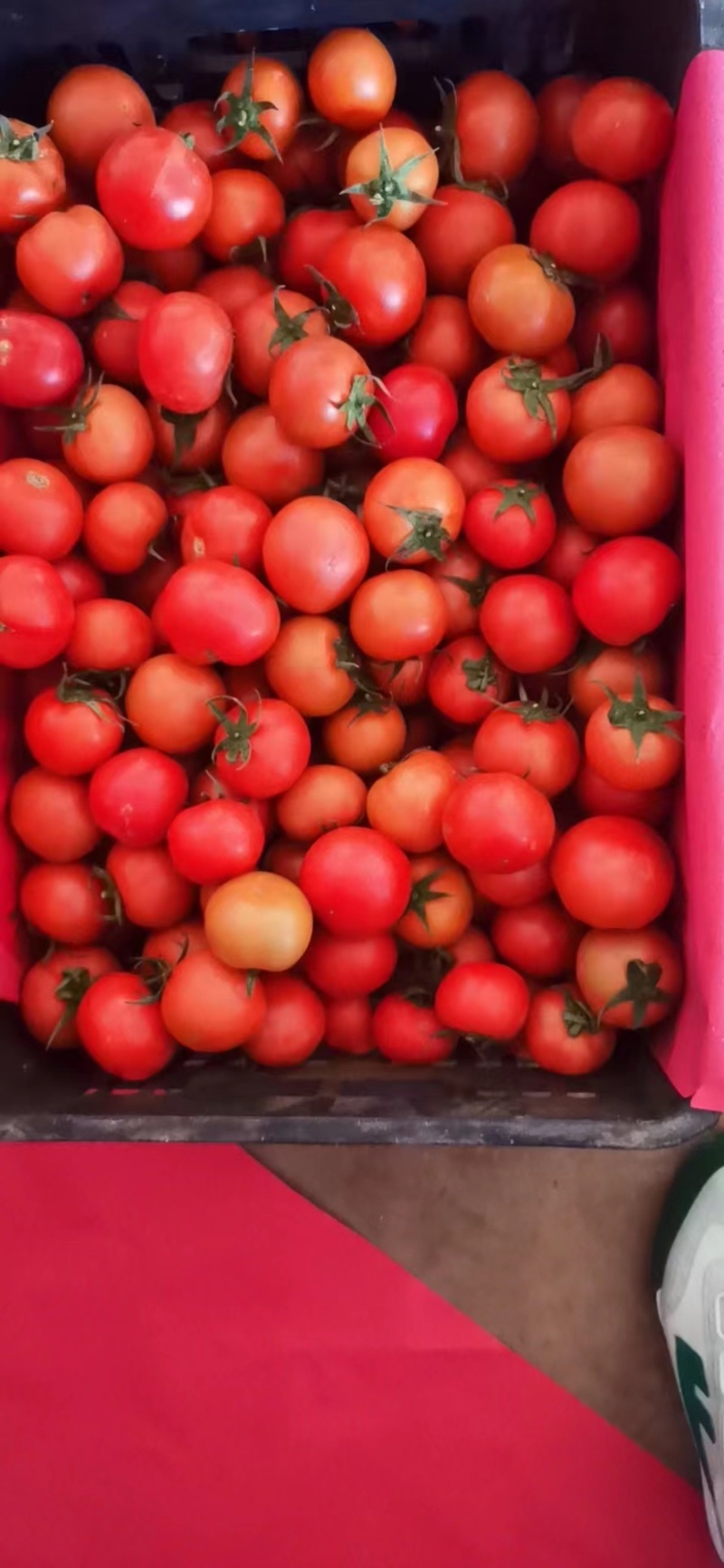 西红柿番茄🍅大量供货