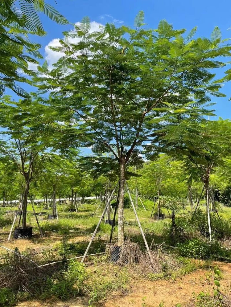 凤凰木3～40公分都有量需要的朋友可以联系