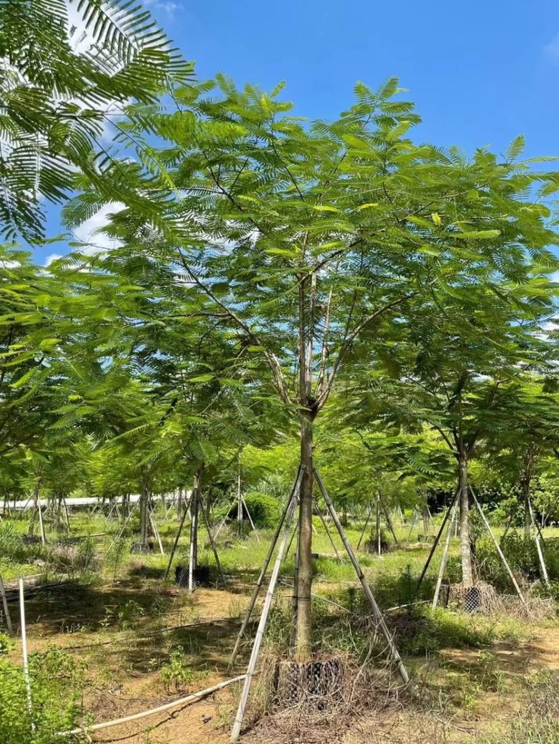 凤凰木3～40公分都有量需要的朋友可以联系