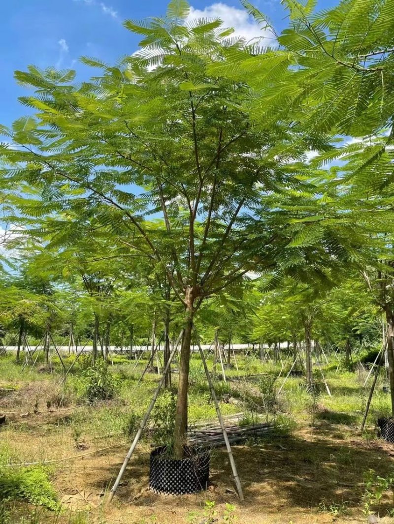 凤凰木3～40公分都有量需要的朋友可以联系