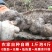 湖北特产自晒魔芋干干货魔芋丝高纤维素食代餐无糖低脂魔芋爽