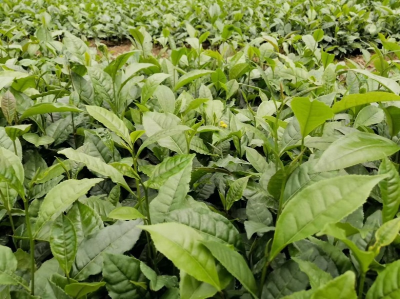 【精品】云南茶树苗成活率高品质保障专业苗圃供货放心购