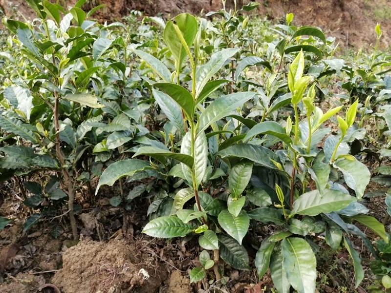 【精品】云南茶树苗成活率高品质保障专业苗圃供货放心购
