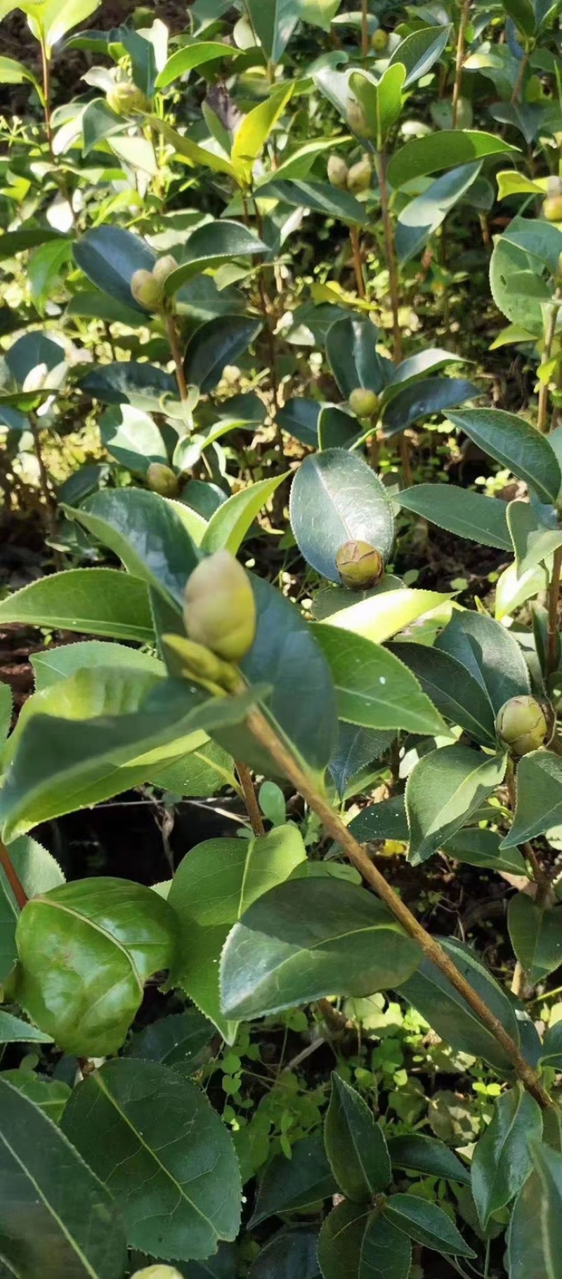 【精品】云南茶树苗成活率高品质保障专业苗圃供货放心购