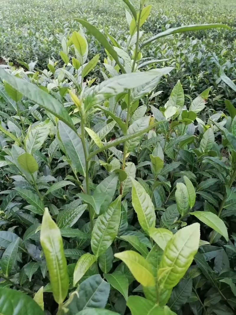【精品】云南茶树苗成活率高品质保障专业苗圃供货放心购
