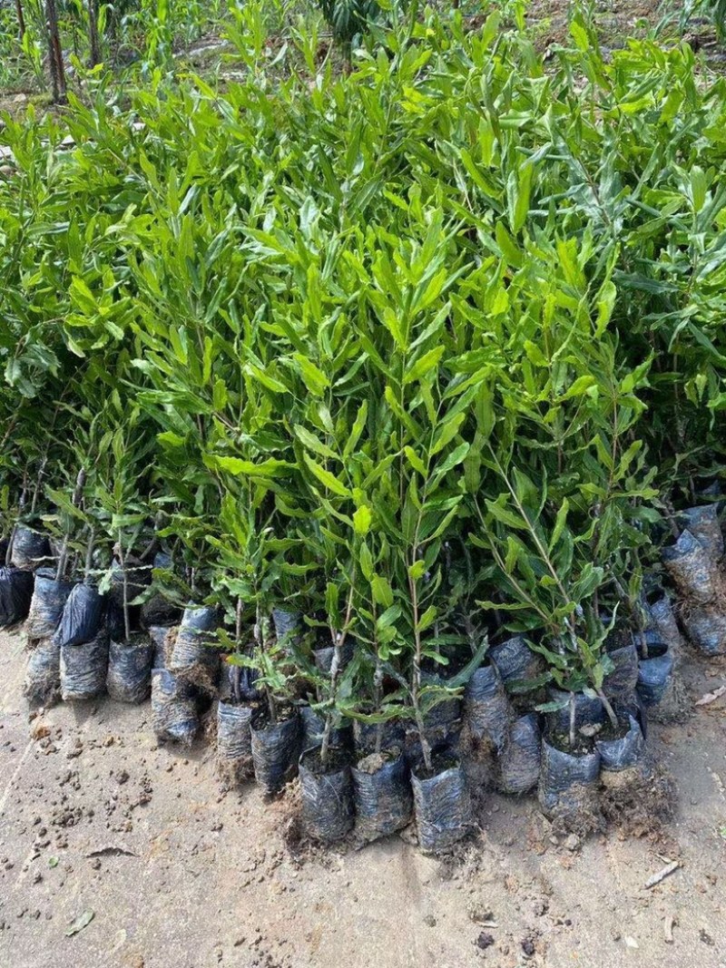 【精品】云南茶树苗成活率高品质保障专业苗圃供货放心购