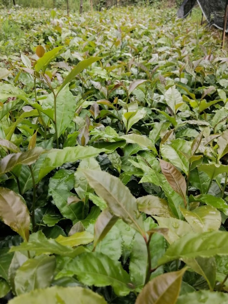 【精品】云南茶树苗成活率高品质保障专业苗圃供货放心购