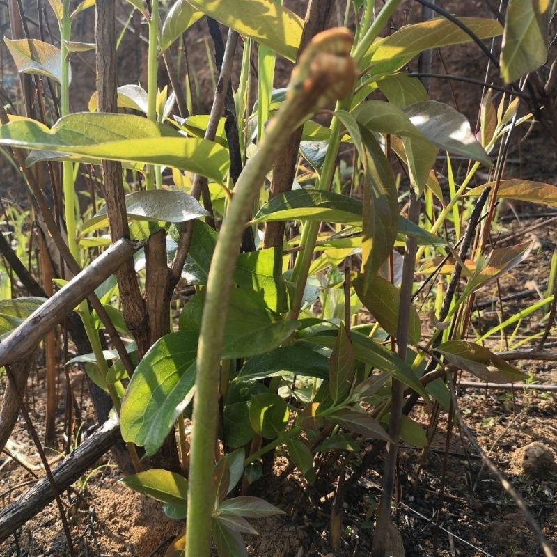 今年新货云南高山蕨菜野蕨菜龙爪菜抱拳菜山野菜晒干蕨菜干