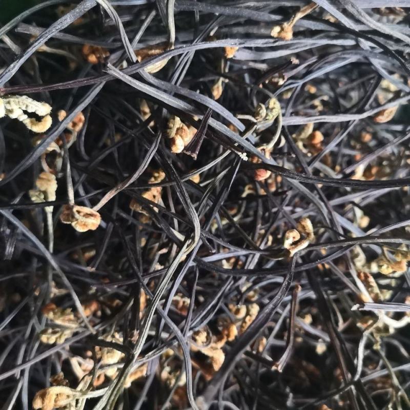 今年新货云南高山蕨菜野蕨菜龙爪菜抱拳菜山野菜晒干蕨菜干