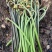 今年新货云南高山蕨菜野蕨菜龙爪菜抱拳菜山野菜晒干蕨菜干