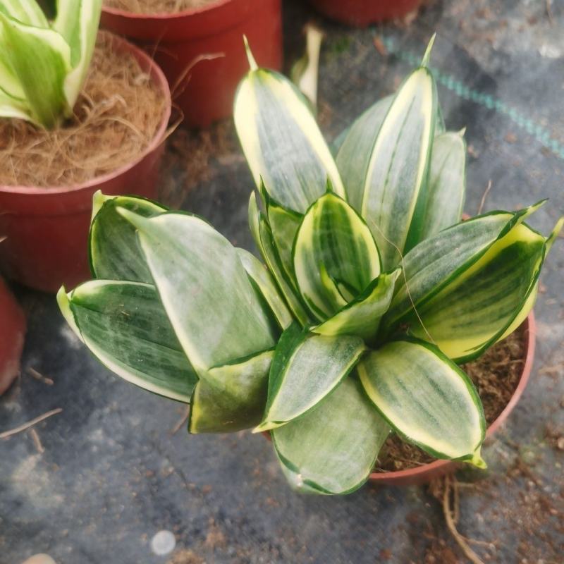盆栽迷你型灰特尼虎皮兰稀有品种绿植防辐射