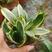 盆栽迷你型灰特尼虎皮兰稀有品种绿植防辐射