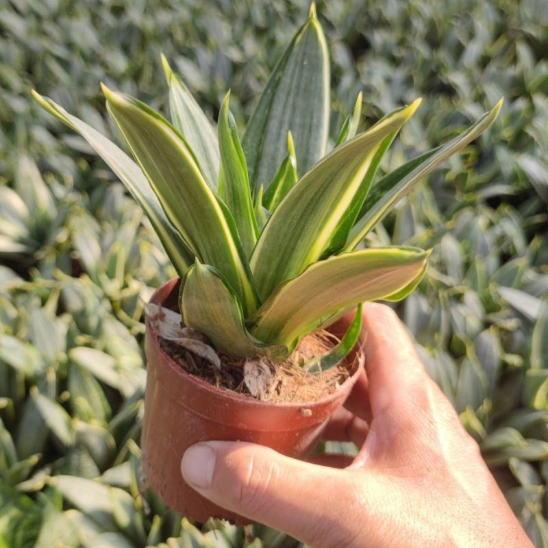 盆栽迷你型灰特尼虎皮兰稀有品种绿植防辐射