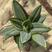 盆栽迷你型灰特尼虎皮兰稀有品种绿植防辐射