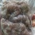 虾爬子。皮皮虾
