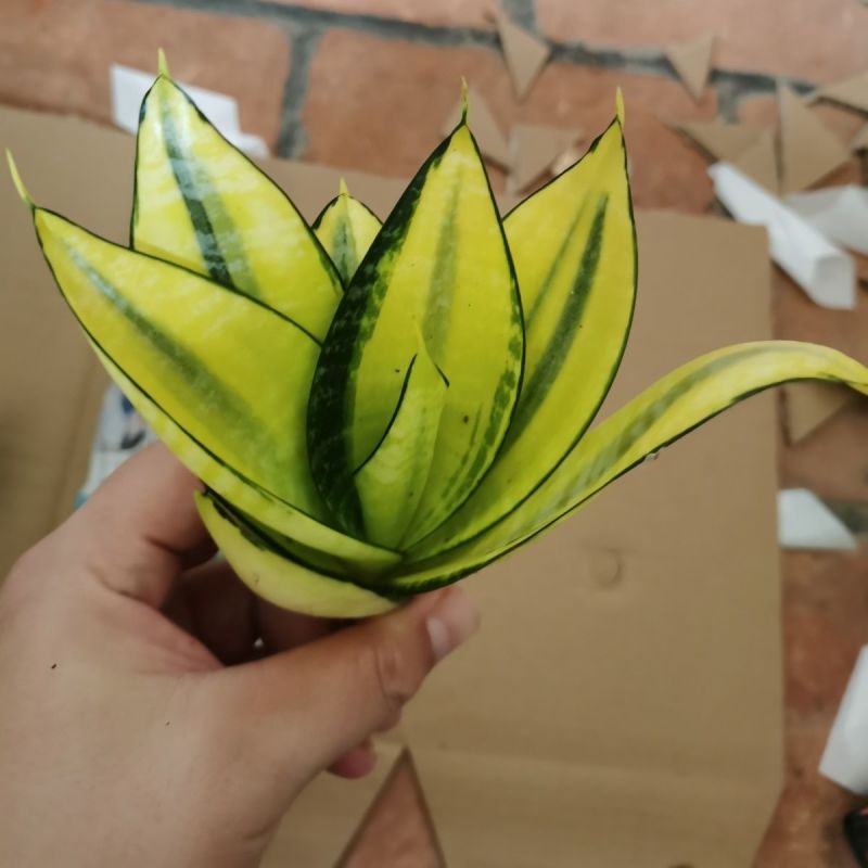 除甲醛虎皮兰稀有品种变锦黄哈尼室内净化空气小盆栽植物花卉