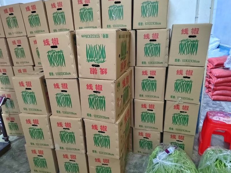 线椒，产地直销，现货，每天可装车
