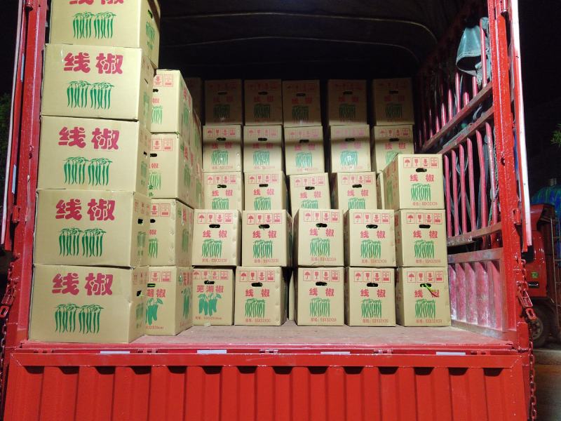 线椒，产地直销，现货，每天可装车