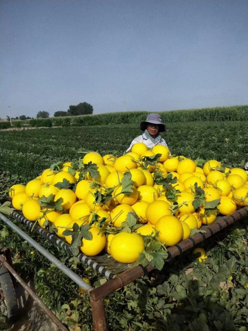 民勤蜜瓜黄河蜜瓜民勤金红宝甜瓜沙漠蜜瓜黄皮甜瓜产地直供