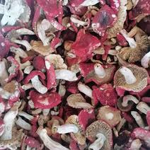 云南深山纯野生红菇，月子菇，色泽好，颜色鲜艳，口感香甜。